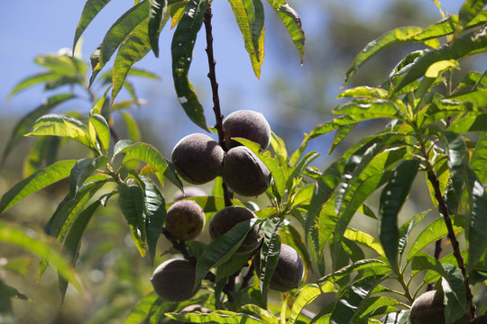 Peach Fruit