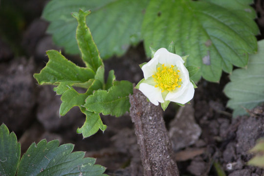 Wild Beach Rose