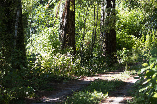 Sunny Forestry Track