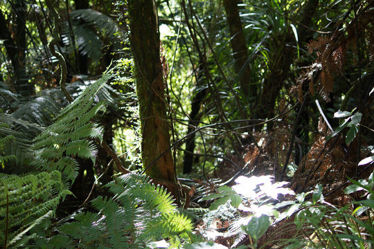 Dense native bushland