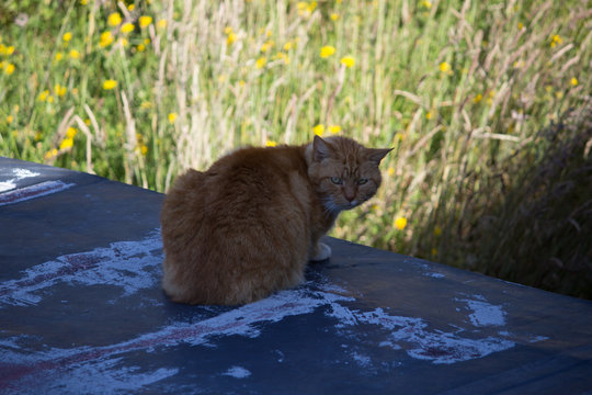 Grumpy cat hiding in the shadows