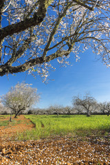 blossoming almond tree