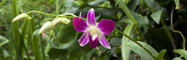 Orchid