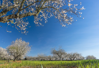 Naklejka premium blossoming almond tree