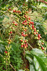 Coffee beans ripening on a tree.