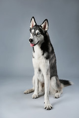 Young Husky sitting on grey background