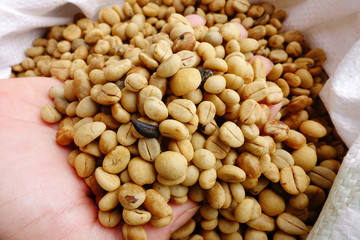 Green coffee beans in hand.