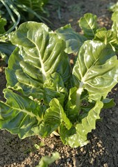 畑のフダンソウ