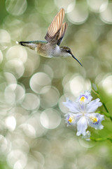 Tiny Hummingbird in the Garden Vertical Image