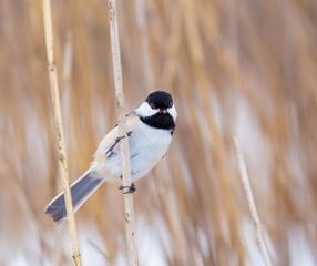 Fototapeta premium The black-capped chickadee is a small, non migratory, North American songbird that lives in deciduous and mixed forests. It is a very underrated friendly bird that will gladly take food from hands. 