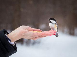 The black-capped chickadee  is a small, non migratory, North American songbird that lives in...
