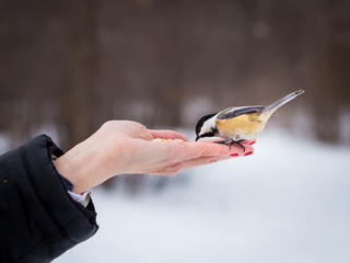 Fototapeta premium The black-capped chickadee is a small, non migratory, North American songbird that lives in deciduous and mixed forests. It is a very underrated friendly bird that will gladly take food from hands. 