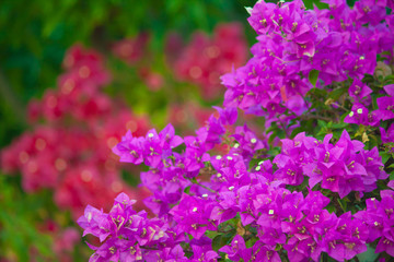 Bougainvillea