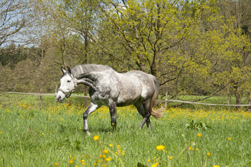 Obraz na płótnie Canvas horse run free on meadow