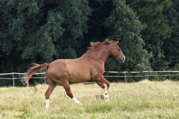 Naklejka na ściany i meble Horse gallop beautiful free on paddock