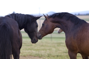 horse friends together