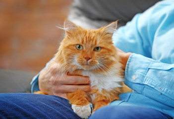 Sitting man holding a fluffy red cat