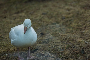 White Duck