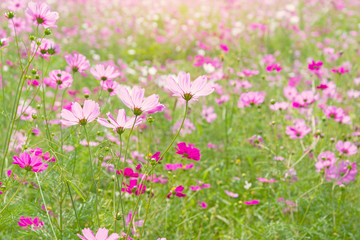 Cosmos colorful flower in the field