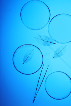 Petri dishes in laboratory with blue light