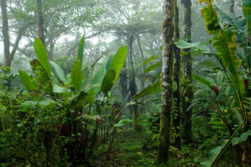 Misty, Dense, Lush Tropical Rain Forest in Costa Rica