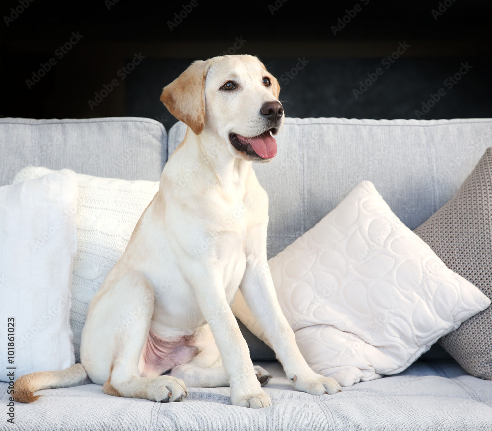 Canvas Prints Cute Labrador dog sitting on couch at home, closeup