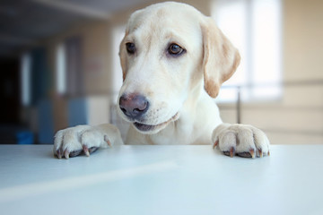 Cute Labrador dog's paws on white table, closeup