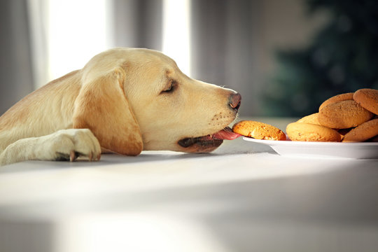 Cute Labrador Dog Eating Tasty Cookies On Kitchen Table, Closeup