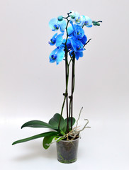 blue orchid