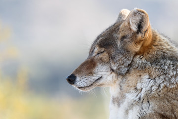 Close up of Resting Coyote