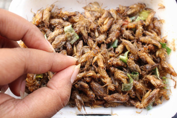 Fried insect