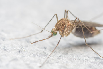 A Macro photo of a Mosquito