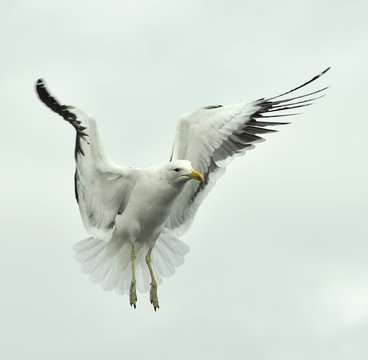 Flying adult Kelp gull (Larus dominicanus), also known as the Dominican gull and Black Backed. Isolated on white background 