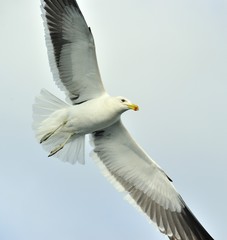 Close up Portrait of Flying adult Kelp gull (Larus dominicanus),
