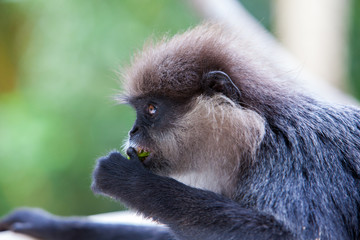 Purple-faced langur - monkey