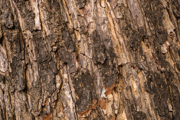  the surface of the bark.