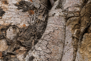  the surface of the bark.