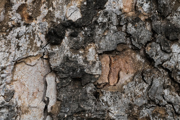  the surface of the bark.