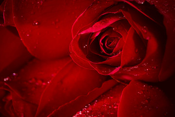 Close up red rose with water drop