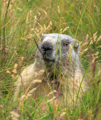 Fototapeta premium Alpine marmot (Marmota marmota)