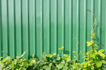 Zinc wall with green grass.