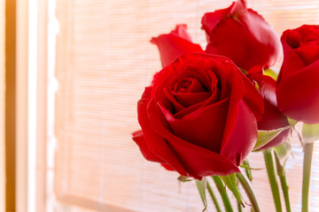 Red roses displayed in the window