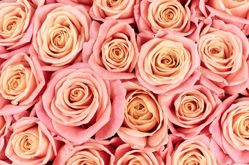 Pink roses background