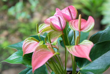 Spadix flower