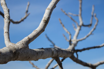 Dry fig tree