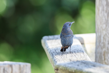 Blue rock thrush