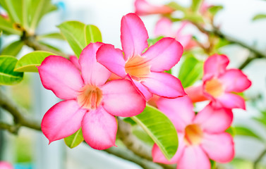 Selective focus of Impala Lily flowers, Rose flower from tropical climate