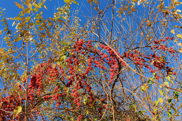 Sea buckthorn branches