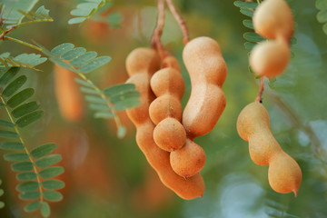 the Tamarind tree with seed