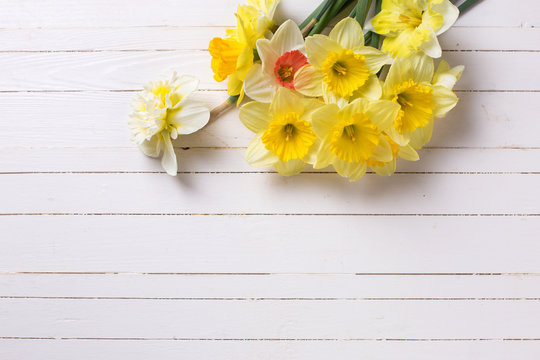 Yellow narcissus flowers  on white  painted wooden planks.